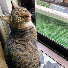 キジ猫うーちゃん♂3歳