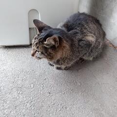 飼い主見つかりました!　保護猫　　大館イオン入口　キジトラ猫