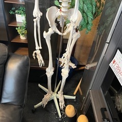 人体骨格模型 人体模型 標本 骨 勉強 教材の画像