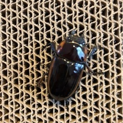 ファブリースノコギリクワガタ　♀単品