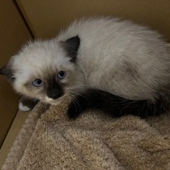 シャム猫柄の子猫ちゃん