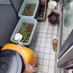 (お話中)家庭菜園セットの画像