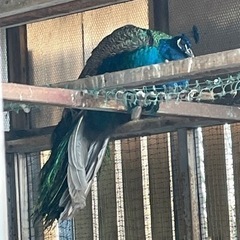 クジャク　孔雀　くじゃく　雄　オス