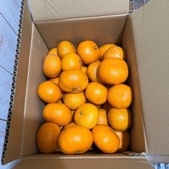 みかん6.7kg