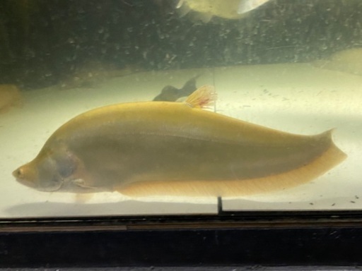 熱帯魚　ピュアホワイトナイフ