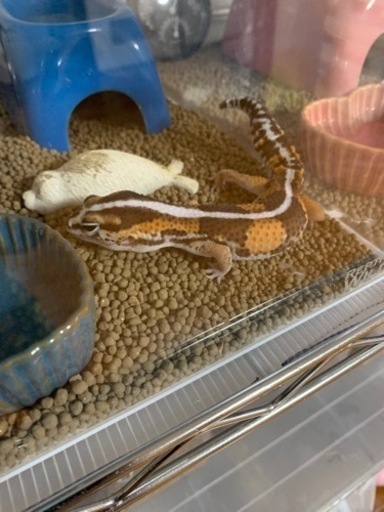 飼育セット
