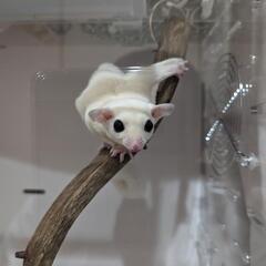 フクロウモモンガ　リューシスティック