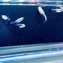 ⭐️取引完了【第1弾フルブラック　グッピー】⭐️34匹取引完了の画像