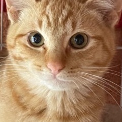 保護猫ちゃんの里親さん募集