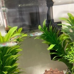 ワイルドグッピー（原種）　稚魚含め5匹までの画像