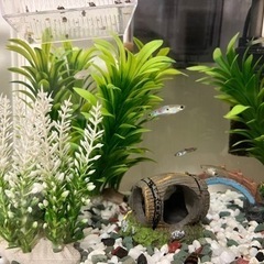 ワイルドグッピー（原種）　稚魚含め5匹までの画像