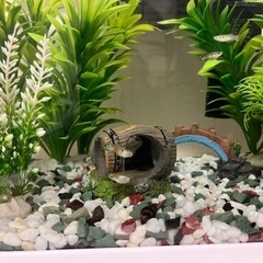 ワイルドグッピー（原種）　稚魚含め5匹までの画像