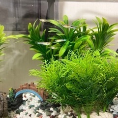 ワイルドグッピー（原種）　稚魚含め5匹までの画像