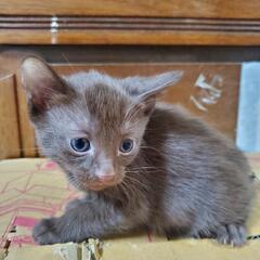 産まれたばかりの子猫ちゃん