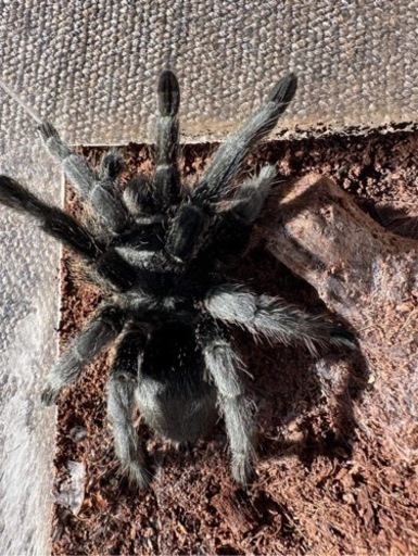 ブラジリアンブラック　タランチュラ