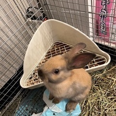 生後6週　子うさぎの里親募集です