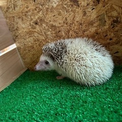 ハリネズミ🦔＆ハムスター飼育ゲージ＆用品探してます