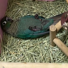 ウロコインコ ブルー 《里親様決定》