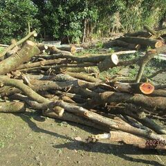 白樫、ケヤキの生原木、薪ストーブ、焚火に、チェンソー必要！の画像