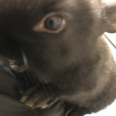 うさぎ