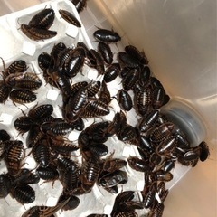 ⭐️デュビア(Lサイズ) 50匹⭐️
