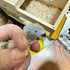 【決まりました】コザクラインコ雛