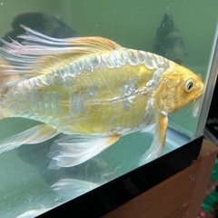 ヒレ長鯉の画像