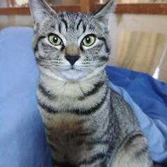 里親募集しています。届出済み　飼い主不在を確認済み　庭で保護しま...