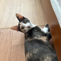 5ヶ月パステル三毛女の子