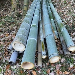 青竹　孟宗竹　10〜13cm×3.6m 