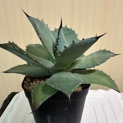 アガベ　ピグマエアの画像