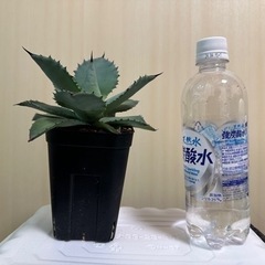 アガベ　ピグマエアの画像