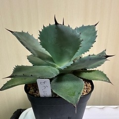 アガベ　ピグマエアの画像