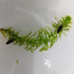 水性昆虫、マツモムシ、生体6匹セット。