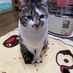 決定しました！約7歳穏やかな性格のキジ白☆みれいちゃん - 和歌山市