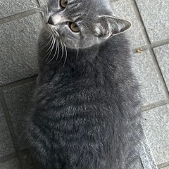 グレーのイケメン男の子　