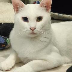 約１歳オッドアイのイケメン白猫☆しらたまくん