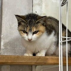 美形家系の子達　小町ちゃん