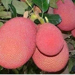 ジャックフルーツ苗　激レア　赤実の画像