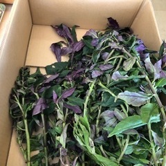 無料プレゼント🎁無農薬　水前寺菜5本柚子２個