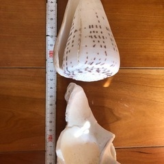 石垣島の貝殻　巻貝　イモガイ科？　貝殻インテリア　の画像