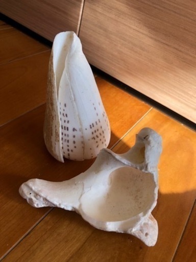 石垣島の貝殻　巻貝　イモガイ科？　貝殻インテリア　