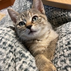 【決定しましたありがとうございました】2ヶ月程のトラの子猫