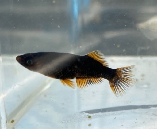 【シシめだか】　我無二　1ペア