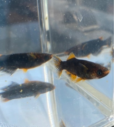 【シシめだか】　我無二　1ペア