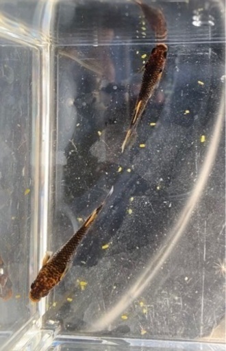 【シシめだか】　我無二　1ペア