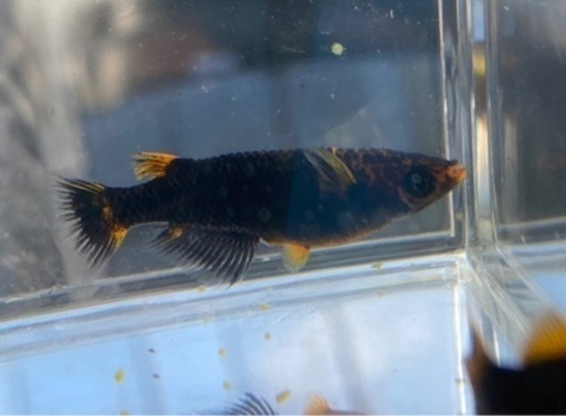 【シシめだか】　我無二　1ペア