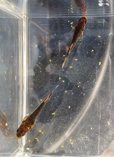 【シシめだか】　我無二　1ペア