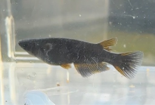 【シシめだか】　墨咲点睛　1ペア