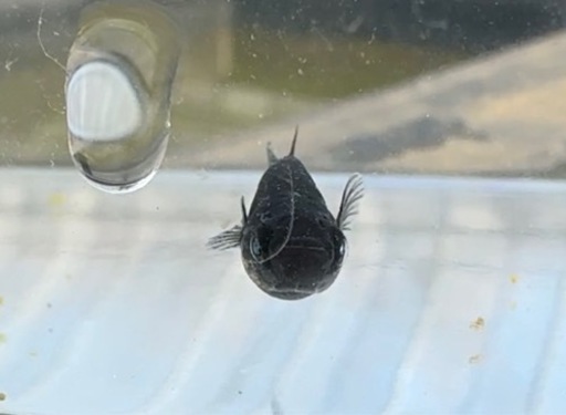 【シシめだか】　墨咲点睛　1ペア